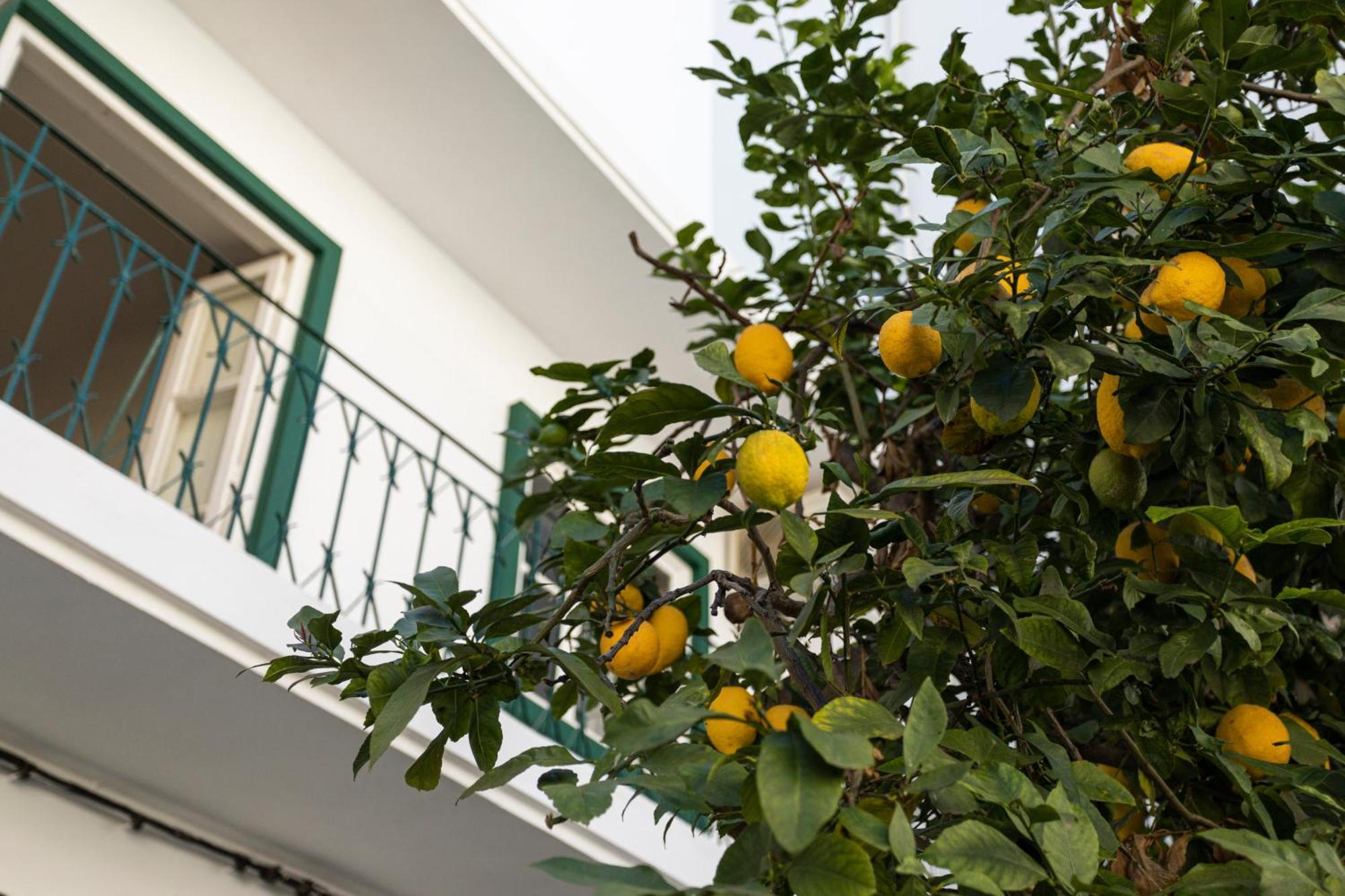 Appartement Lemon Faro